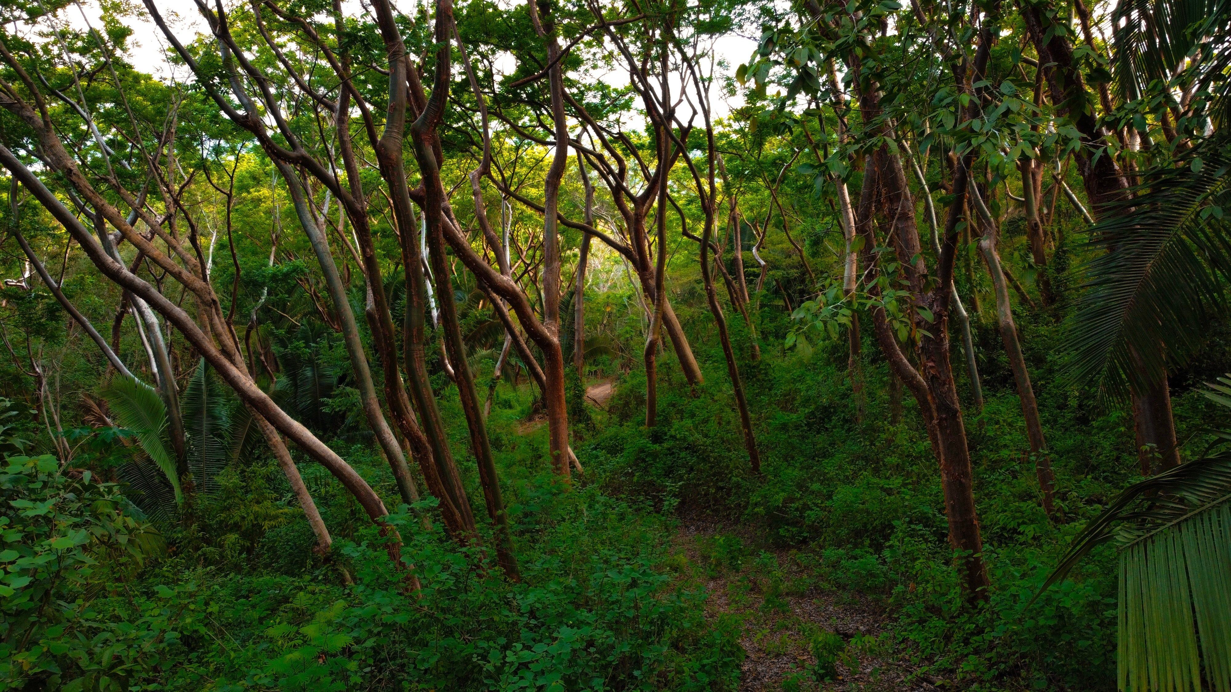 Lote Papelillos – Lote 4